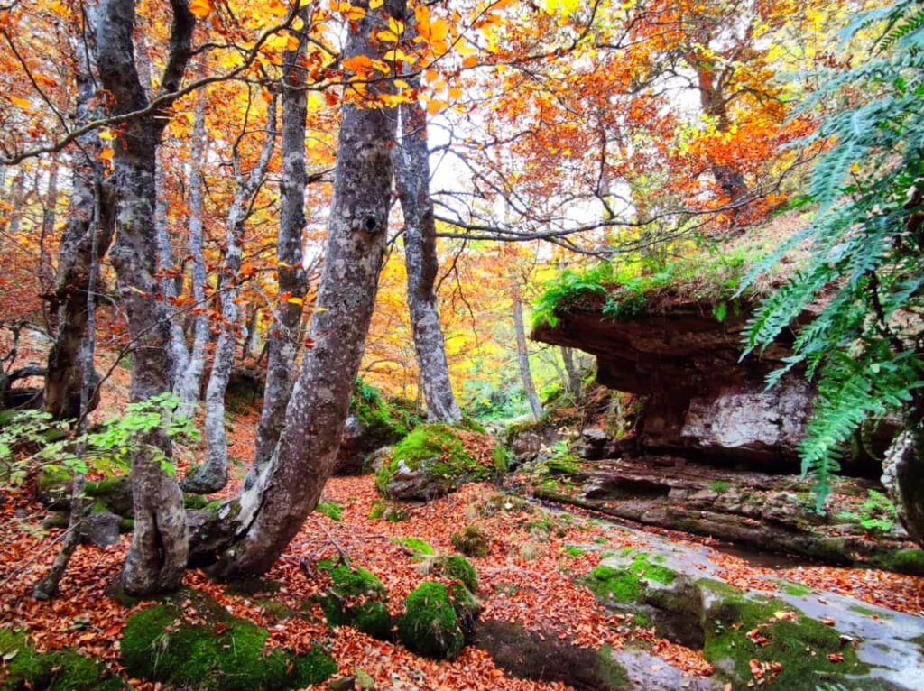 ¿Qué son los baños de bosque?
