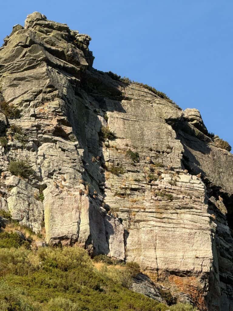 buitres leonado brañosera